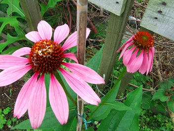 2009_08010001.jpg
