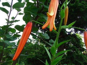 2009_08010004.jpg
