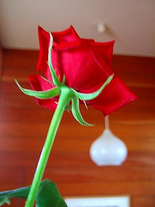 2009_08090005.jpg
