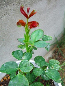 2009_08090013.jpg