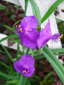 2009_08190008.jpg