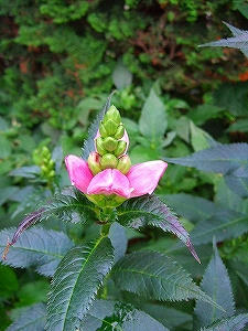 2009_08190002.jpg