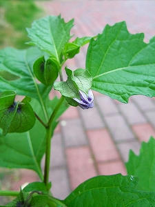 2009_08190001.jpg