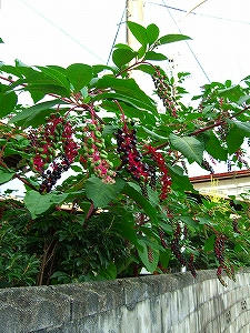 2009_08250001.jpg