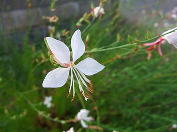 2009_08250008.jpg