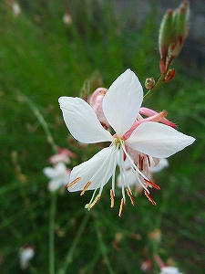 2009_08250005.jpg