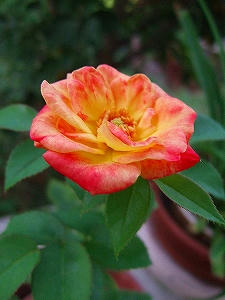 2009_08250014.jpg