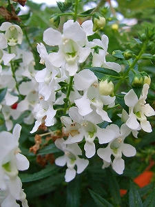 2009_08250018.jpg