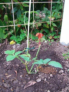 2009_10210004.jpg