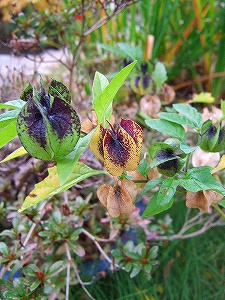 2009_10210006.jpg