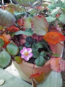 2009_11290006.jpg