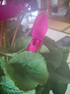 2010_01140002.jpg