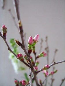 2010_02020004.jpg