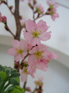 2010_02020007.jpg
