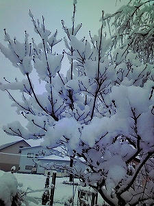 2010_03020001.jpg