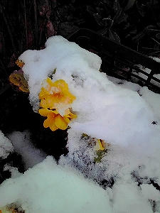 2010_03250001.jpg