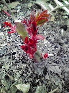 2010_04060004.jpg