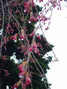 2010_04230003.jpg