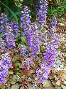 2010_05150002.jpg