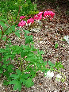 2010_05150003.jpg
