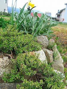 2010_05150004.jpg