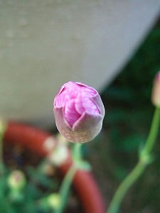 2010_05220005.jpg