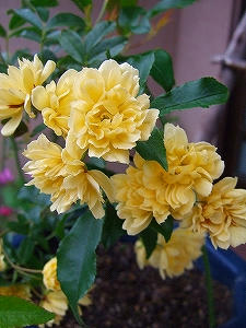 2010_05290004.jpg