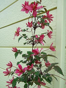 2010_05290005.jpg