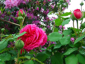 2010_06060001.jpg