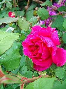 2010_06060002.jpg