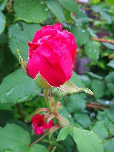 2010_06060003.jpg