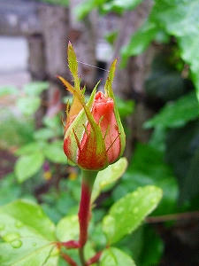 2010_06060004.jpg
