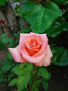 2010_06100003.jpg
