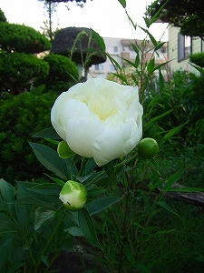 2010_06100008.jpg