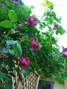 2010_06130001.jpg