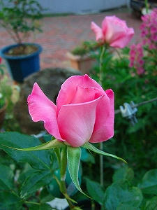 2010_06120004.jpg