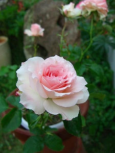 2010_06180002.jpg