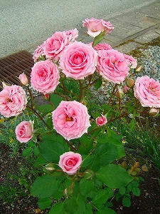 2010_06180004.jpg