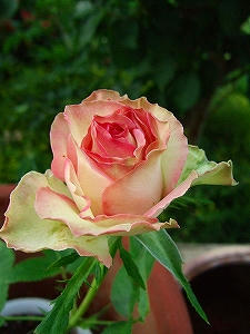 2010_06180007.jpg