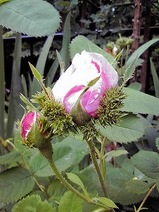 2010_06180008.jpg
