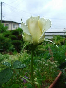 2010_06230006.jpg