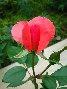 2010_06230005.jpg