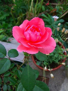 2010_06260002.jpg