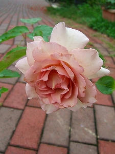 2010_07040004.jpg