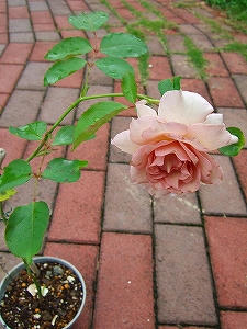 2010_07040006.jpg