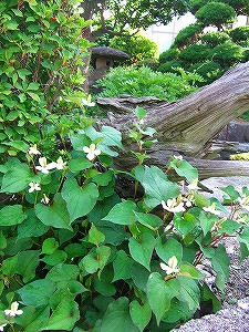 2010_06260004.jpg