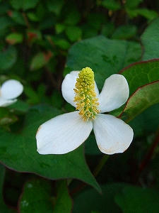 2010_06260005.jpg