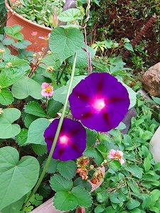 2010_07040008.jpg