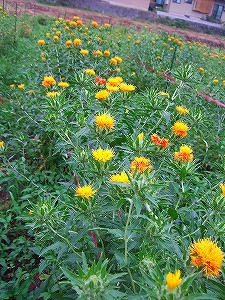 2010_07090001.jpg