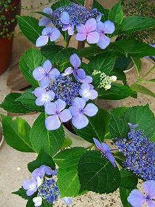 2010_07170005.jpg